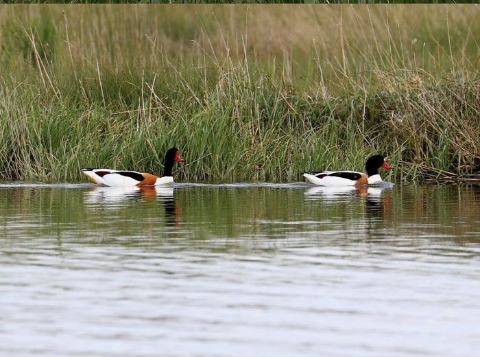 Shelducks on the water among the saltmarsh reeds