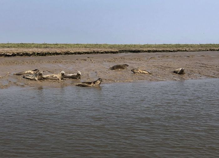 Grey and common seals hauled out on a mudbank on the River Alde